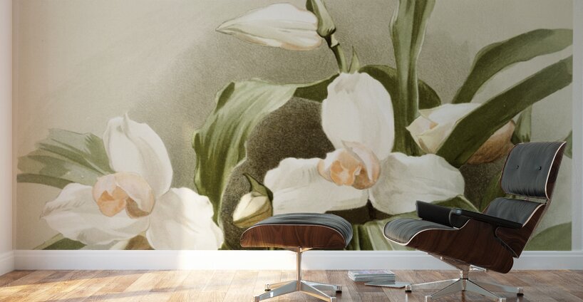 Lycaste skinnerii armeniaca from Reichenbachia Orchids 1888-1894 illustrated by Frederick Sander 1847-1920.  Wall Murals