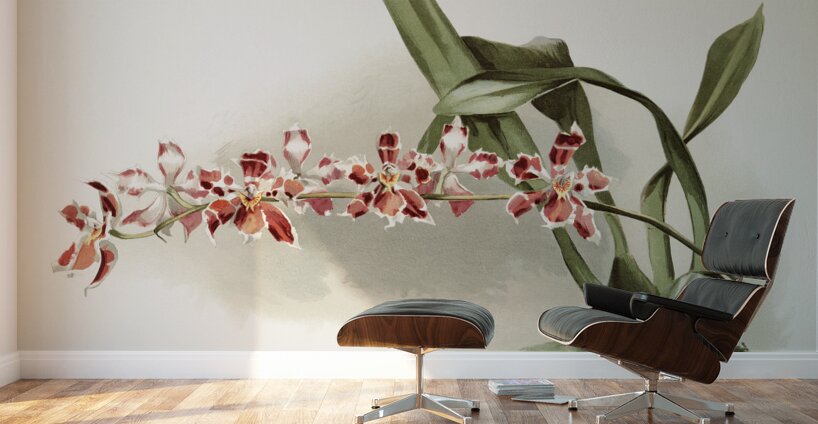 Odontoglossum hybridum leroyanum from Reichenbachia Orchids 1888-1894 illustrated by Frederick Sander 1847-1920.  Wall Murals