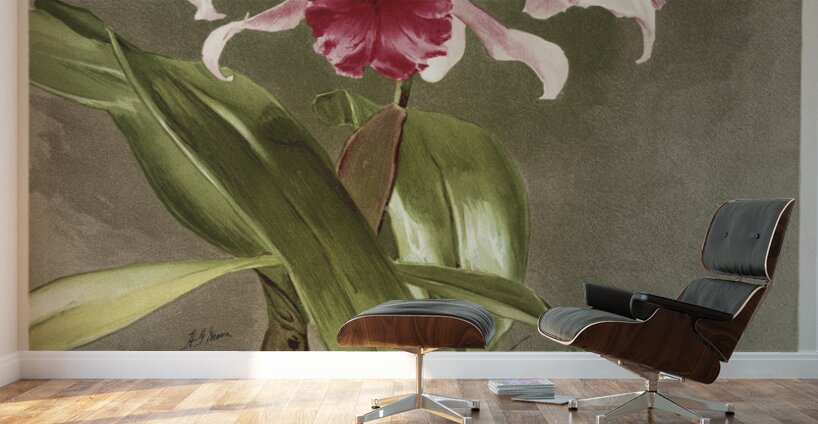 Cattleya hybrida arnoldiana from Reichenbachia Orchids 1888-1894 illustrated by Frederick Sander 1847-1920.  Wall Murals