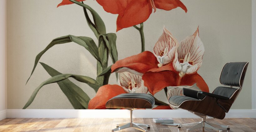 Disa grandiflora from Reichenbachia Orchids 1888-1894 illustrated by Frederick Sander 1847-1920.  Wall Murals