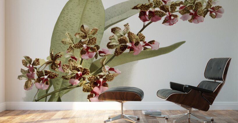 Oncidium lanceanum from Reichenbachia Orchids 1888-1894 illustrated by Frederick Sander 1847-1920.  Wall Murals