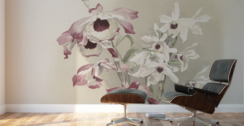 Dendrobium hybridum venus Dendrobium hybridum cassiope from Reichenbachia Orchids 1888-1894 illustrated by Frederick Sander 1847-1920.  Wall Murals
