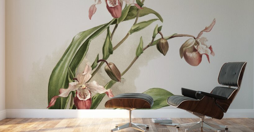 Selenipedium hybridum weidlichianum from Reichenbachia Orchids 1888-1894 illustrated by Frederick Sander 1847-1920.  Wall Murals