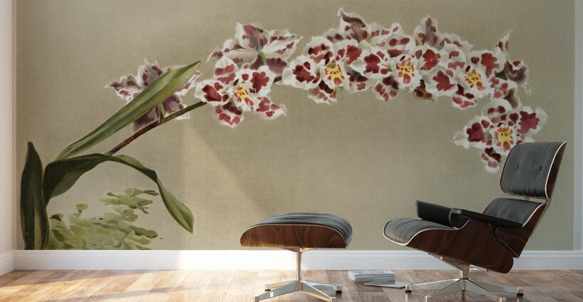 Odontoglossum crispum mundyanum from Reichenbachia Orchids 1888-1894 illustrated by Frederick Sander 1847-1920.  Wall Murals