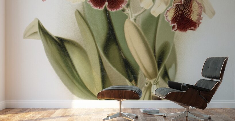Cattleya dowiana aurea from Reichenbachia Orchids 1888-1894 by Frederick Sander 1847-1920.  Wall Murals