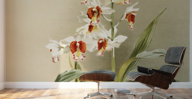 Phaius tuberculosus from Reichenbachia Orchids 1888-1894 illustrated by Frederick Sander 1847-1920.  Wall Murals