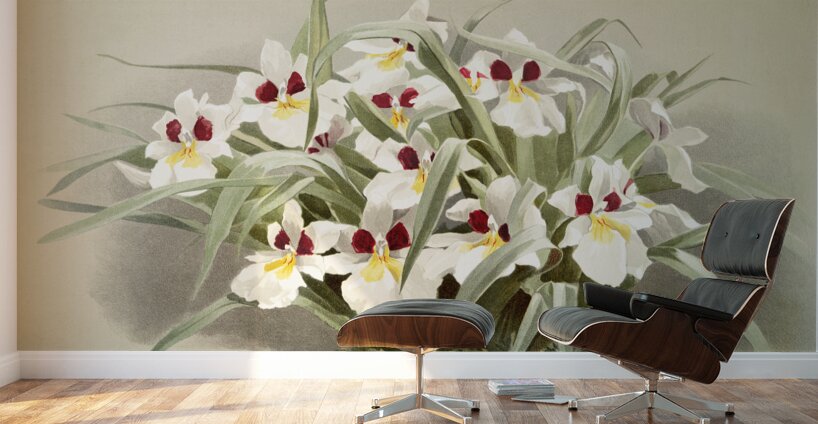 Odontoglossum roezlii from Reichenbachia Orchids 1888-1894 illustrated by Frederick Sander 1847-1920.  Wall Murals