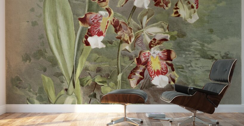 Odontoglossum harryanum from Reichenbachia Orchids 1888-1894 illustrated by Frederick Sander 1847-1920.  Wall Murals