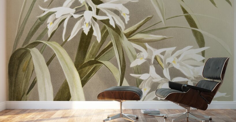 Cymbidium mastersi from Reichenbachia Orchids 1888-1894 illustrated by Frederick Sander 1847-1920.  Wall Murals