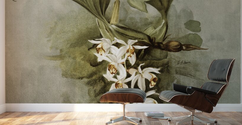 Swains Coelogyne Coelogyne swaniana from Reichenbachia Orchids 1888-1894 illustrated by Frederick Sander 1847-1920.  Wall Murals