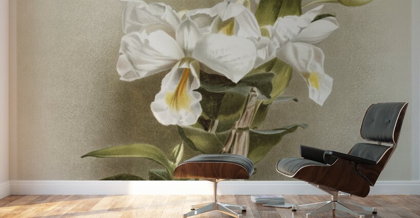 Dendrobium formosum from Reichenbachia Orchids 1888-1894 illustrated by Frederick Sander 1847-1920.  Wall Murals