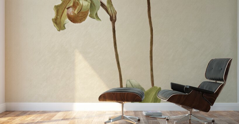 Cypripedium leeanum var giganteum from Reichenbachia Orchids 1888-1894 illustrated by Frederick Sander 1847-1920.  Wall Murals