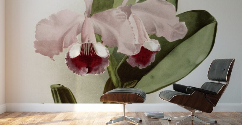 Cattleya labiata warneri from Reichenbachia Orchids 1888-1894 illustrated by Frederick Sander 1847-1920.  Wall Murals