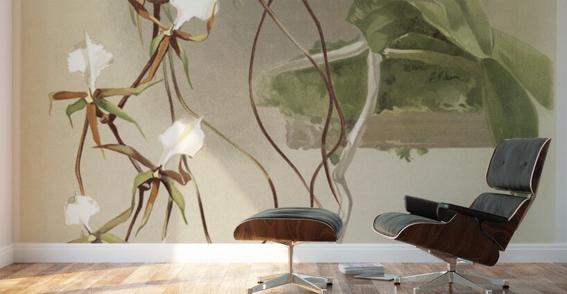 Angræcum caudatum from Reichenbachia Orchids 1888-1894 illustrated by Frederick Sander 1847-1920.  Wall Murals