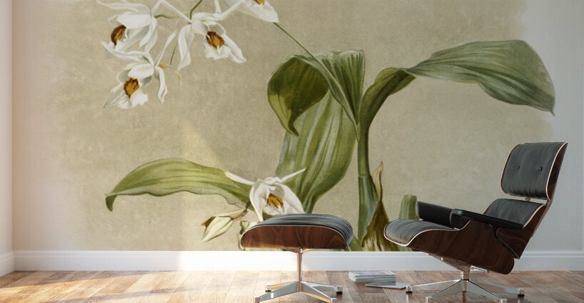 Coelogyne sanderæ from Reichenbachia Orchids 1888-1894 illustrated by Frederick Sander 1847-1920.  Wall Murals