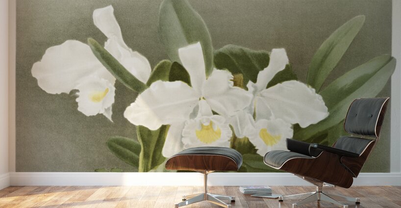 Cattleya trianæ alba from Reichenbachia Orchids 1888-1894 illustrated by Frederick Sander 1847-1920.  Wall Murals