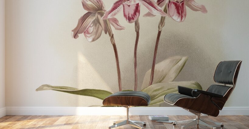 Cypripedium tautzianum from Reichenbachia Orchids 1888-1894 illustrated by Frederick Sander 1847-1920.  Wall Murals