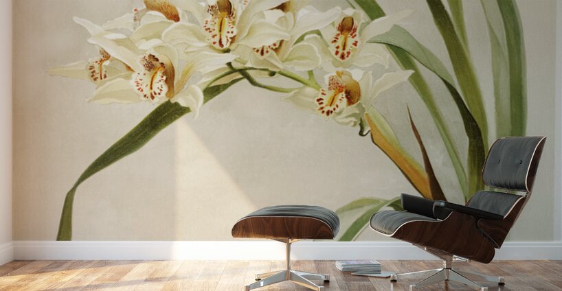 Cymbidium hybridum winnianum from Reichenbachia Orchids 1888-1894 illustrated by Frederick Sander 1847-1920.  Wall Murals
