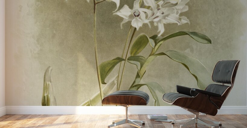 Dendrobium Johnsoniæ from Reichenbachia Orchids 1888-1894 illustrated by Frederick Sander 1847-1920.  Wall Murals