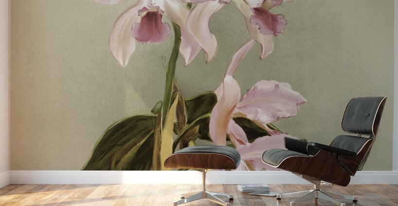 Cattleya victoria regina from Reichenbachia Orchids 1888-1894 illustrated by Frederick Sander 1847-1920.  Wall Murals