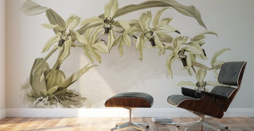 Coelogyne pandurata from Reichenbachia Orchids 1888-1894 illustrated by Frederick Sander 1847-1920.  Wall Murals
