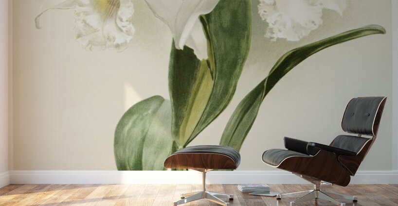 Cattleya mendelii quorndon house var from Reichenbachia Orchids 1888-1894 illustrated by Frederick Sander 1847-1920.  Wall Murals