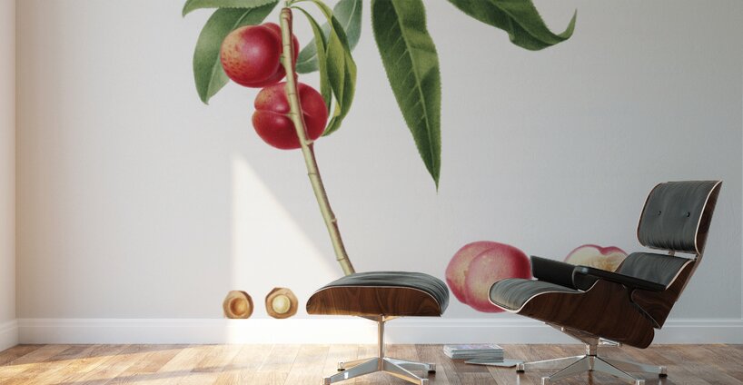 Apricot Pesca Ciliegia from Pomona Italiana 1817 - 1839 by Giorgio Gallesio 1772-1839.  Wall Murals