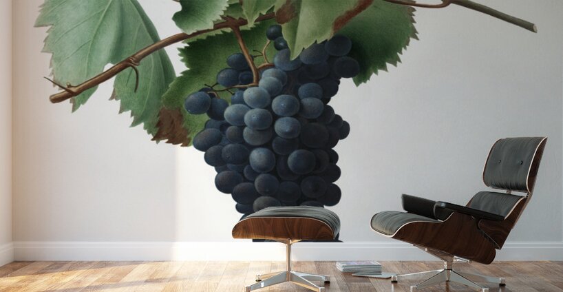 Peach Persica amygdalus from Pomona Italiana 1817 - 1839 by Giorgio Gallesio 1772-1839.  Wall Murals