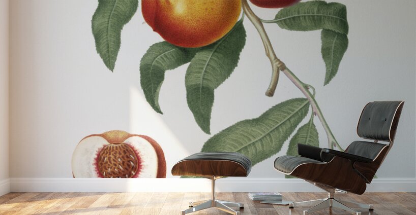 Walnut Persica violacea from Pomona Italiana 1817 - 1839 by Giorgio Gallesio 1772-1839.  Wall Murals