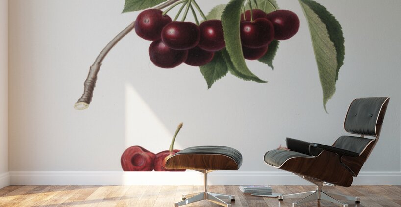 Cherry Cerasus visciola from Pomona Italiana 1817 - 1839 by Giorgio Gallesio 1772-1839.  Wall Murals