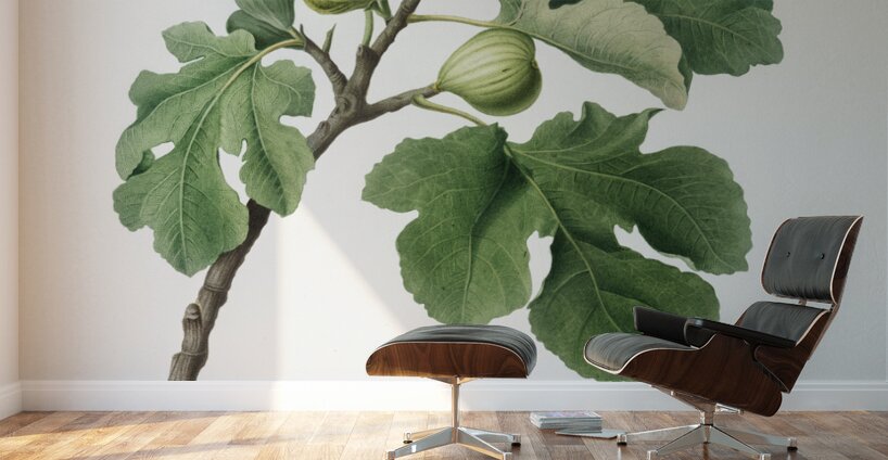 Fig Ficus carica from Pomona Italiana 1817 - 1839 by Giorgio Gallesio 1772-1839.  Wall Murals