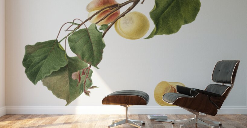 Apricot Armeniaca Alexandrina from Pomona Italiana 1817 - 1839 by Giorgio Gallesio 1772-1839.  Wall Murals