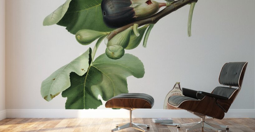 Fig Ficus carica sativa from Pomona Italiana 1817 - 1839 by Giorgio Gallesio 1772-1839.  Wall Murals