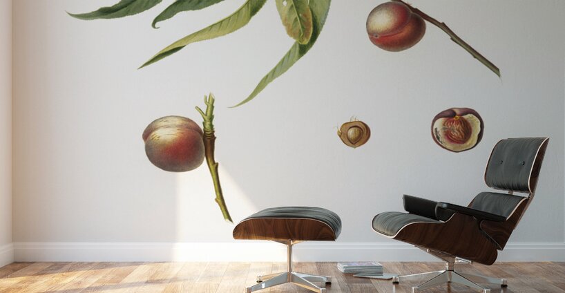 Peach Prunus persica from Pomona Italiana 1817 - 1839 by Giorgio Gallesio 1772-1839.  Wall Murals
