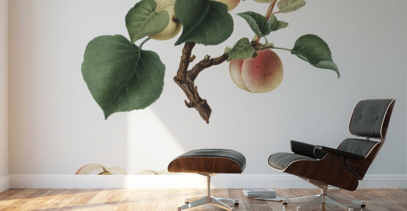 Apricot Alessandrina seconda from Pomona Italiana 1817 - 1839 by Giorgio Gallesio 1772-1839.  Wall Murals