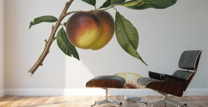 Peach Prunus persica from Pomona Italiana 1817 - 1839 by Giorgio Gallesio 1772-1839.  Wall Murals