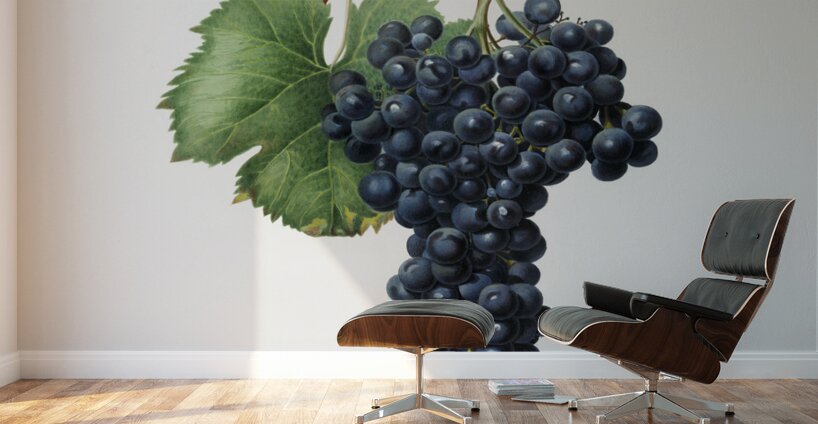 Grape Spanna Vitis vinifera Pedemontana from Pomona Italiana 1817 - 1839 by Giorgio Gallesio 1772-1839.  Wall Murals