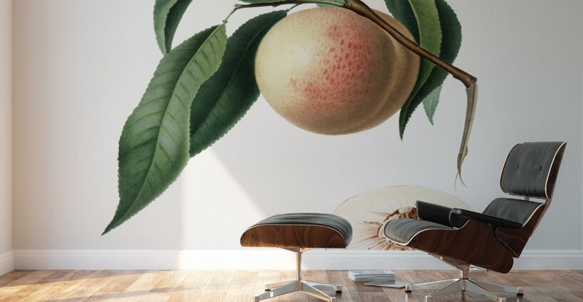 Peach Persica julodermis from Pomona Italiana 1817 - 1839 by Giorgio Gallesio 1772-1839.  Wall Murals