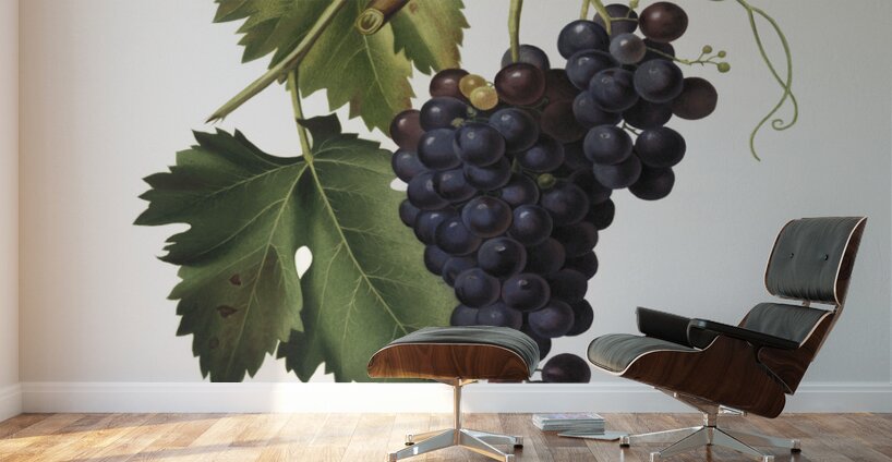 Black grape Vitis vinifera from Pomona Italiana 1817 - 1839 by Giorgio Gallesio 1772-1839.  Wall Murals