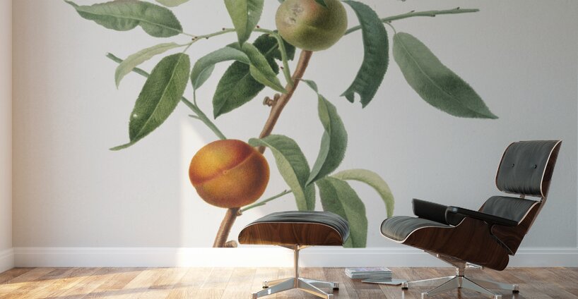 Peach Amygdalus persica iulodermis from Pomona Italiana 1817 - 1839 by Giorgio Gallesio 1772-1839.  Wall Murals