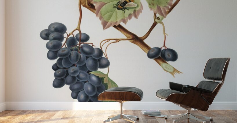 Peach Amygdalus persica iulodermis from Pomona Italiana 1817 - 1839 by Giorgio Gallesio 1772-1839.  Wall Murals