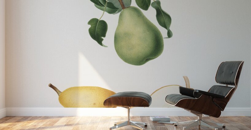 Winter citron Pyrus virgolata from Pomona Italiana 1817 - 1839 by Giorgio Gallesio 1772-1839.  Wall Murals