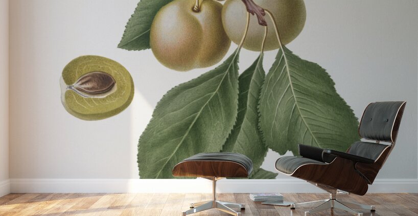 Winter citron Pyrus virgolata from Pomona Italiana 1817 - 1839 by Giorgio Gallesio 1772-1839.  Wall Murals