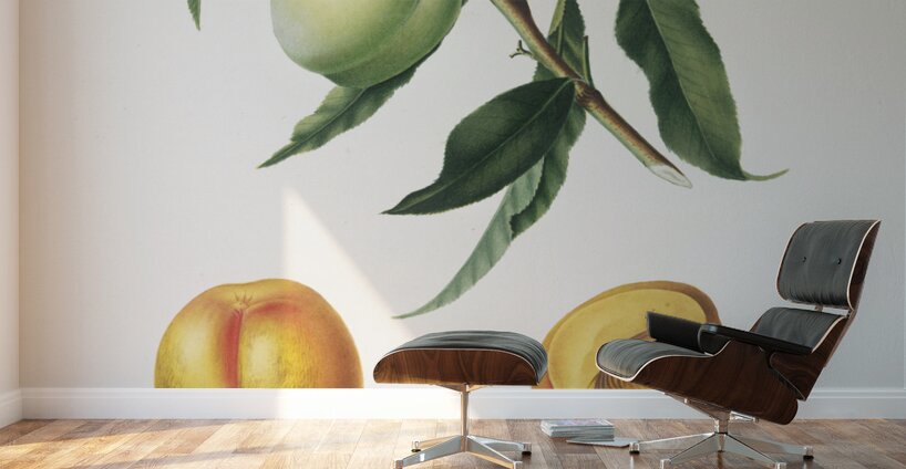 Apricot Pesca Natalina from Pomona Italiana 1817 - 1839 by Giorgio Gallesio 1772-1839.  Wall Murals