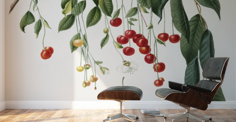 Visciola Cherries Cerasus visciola from Pomona Italiana 1817 - 1839 by Giorgio Gallesio 1772-1839.  Wall Murals