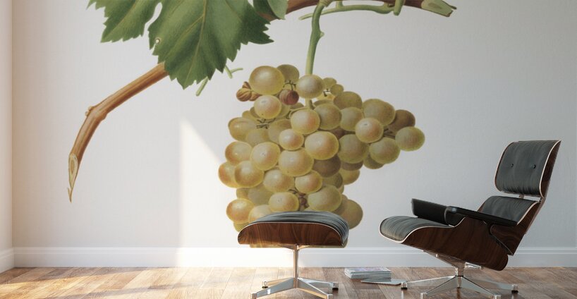 Grape vine Vitis vinifera Niciensis from Pomona Italiana 1817 - 1839 by Giorgio Gallesio 1772-1839.  Wall Murals