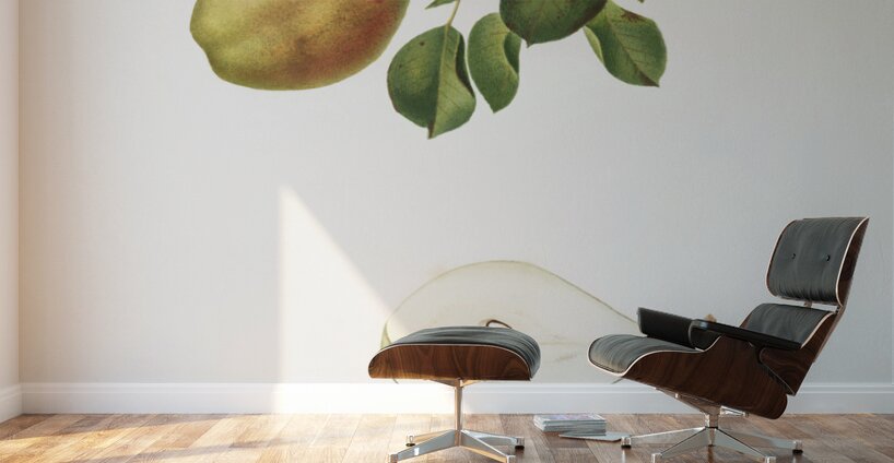 Pear Pyrus Spaddonia from Pomona Italiana 1817 - 1839 by Giorgio Gallesio 1772-1839.  Wall Murals