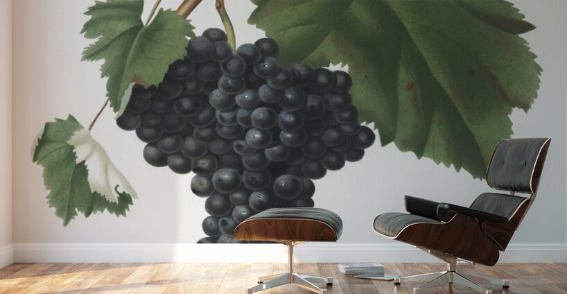 Pomona Italiana by Giorgio Gallesio 106 Wall Murals