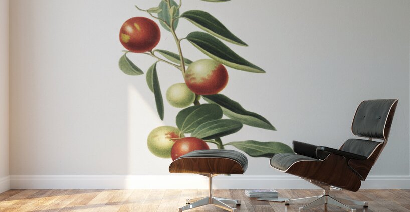 Chinese jujube Zizphus vulgaris from Pomona Italiana 1817 - 1839 by Giorgio Gallesio 1772-1839.  Wall Murals