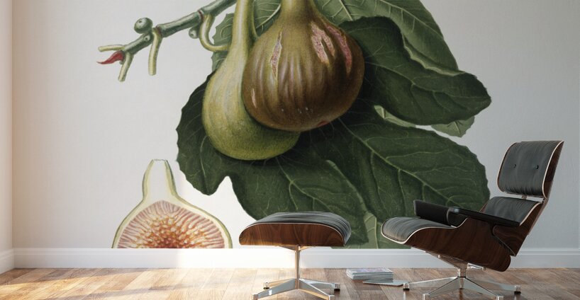 Fig Ficus carica from Pomona Italiana 1817 - 1839 by Giorgio Gallesio 1772-1839.  Wall Murals
